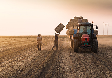 Farmers baling hay in a field