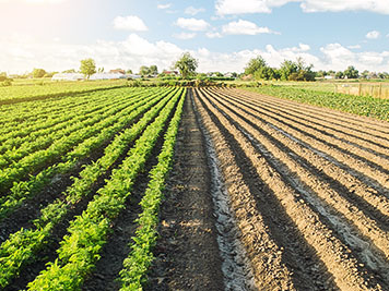 Half of field is planted with a carrot plantation and second part is ready for sowing. Converting to agricultural land. Land cultivation. European organic farming. More adapted crop plants.