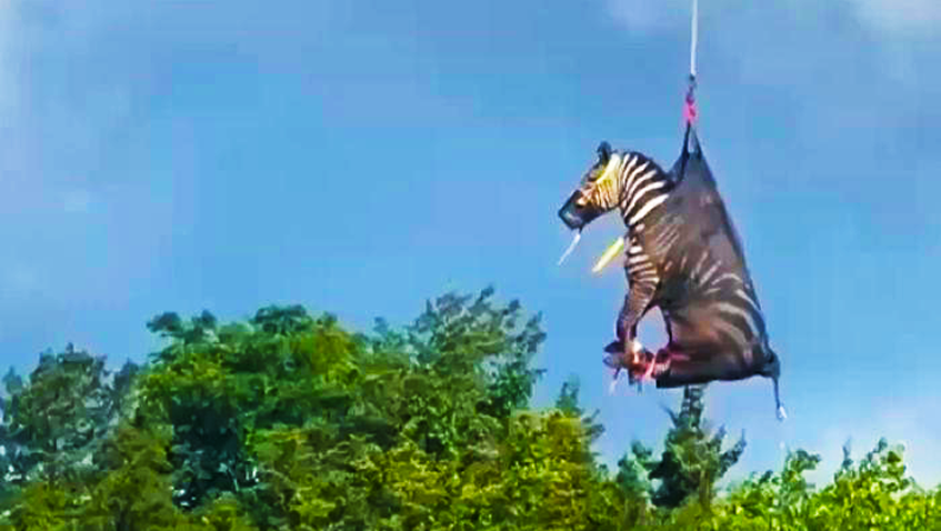 A Zebra named Ed being airlifted via helicopter in a dark mesh sack flying above the trees against blue skies.  