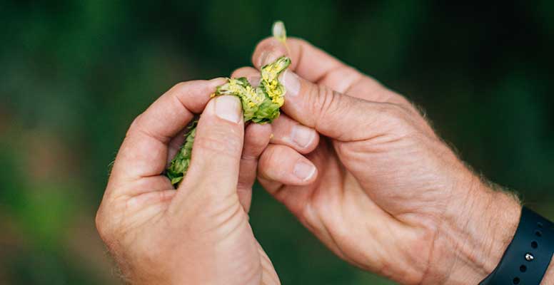 Jason Perrault's family has been farming hops for decades and has helped shape the hop industry with the innovation of new hop varieties. 